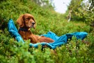 Trekking dog bed thumbnail